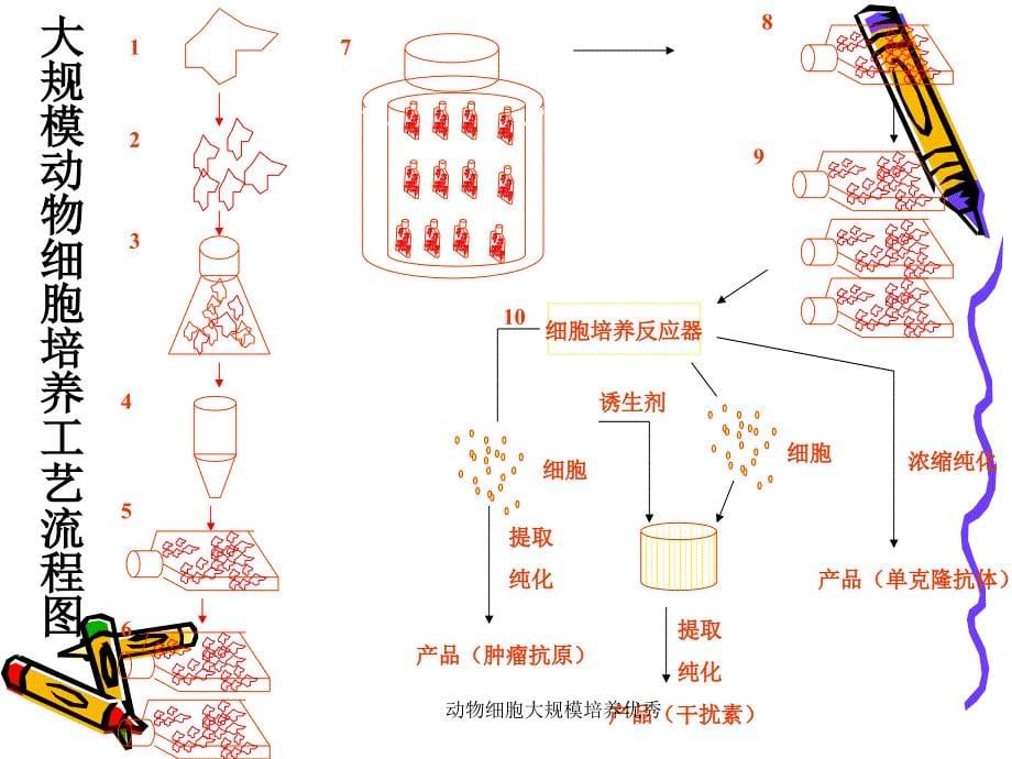 动物细胞大规模培养优秀课件_第5页