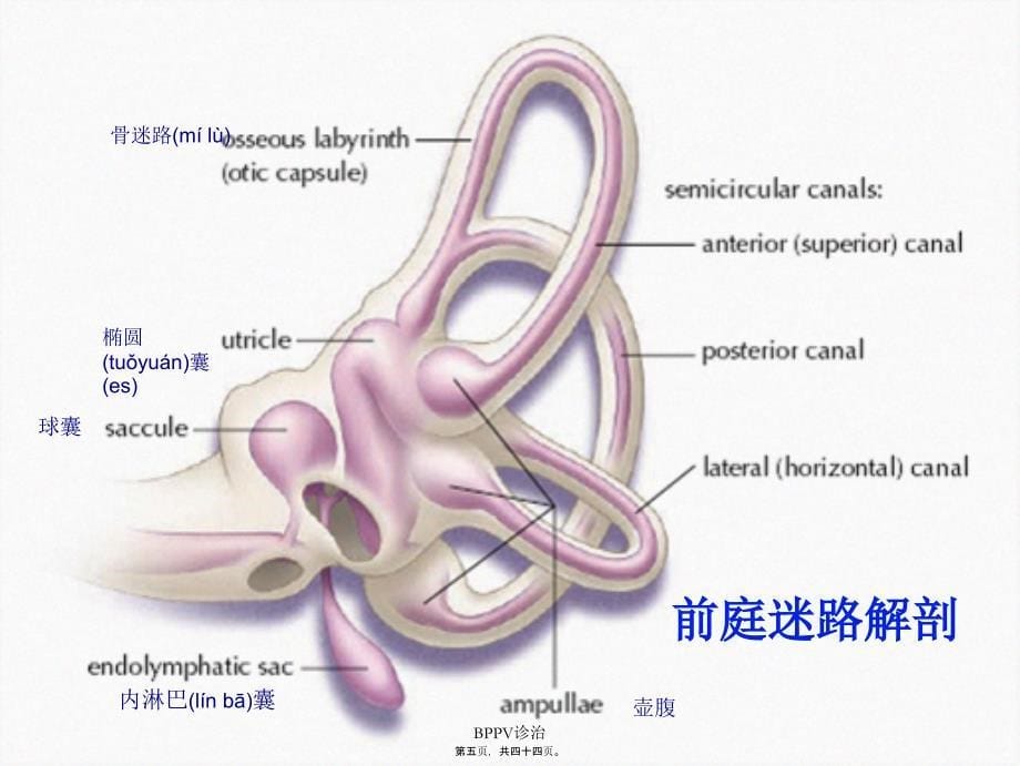 BPPV诊治课件_第5页