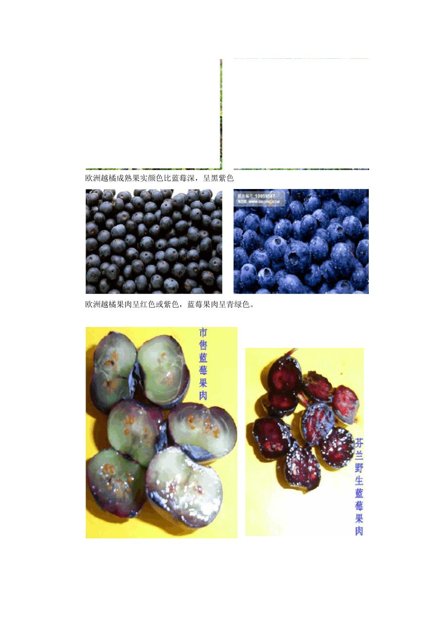 欧洲越橘介绍及与蓝莓对比_第2页