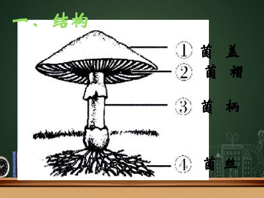 五年级科学上册第4课蘑菇课件4鄂教版鄂教版小学五年级上册自然科学课件_第4页