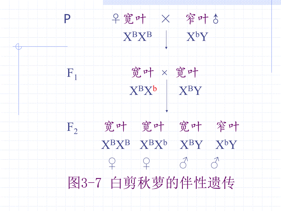 第3讲性别决定与性相关遗传B_第1页