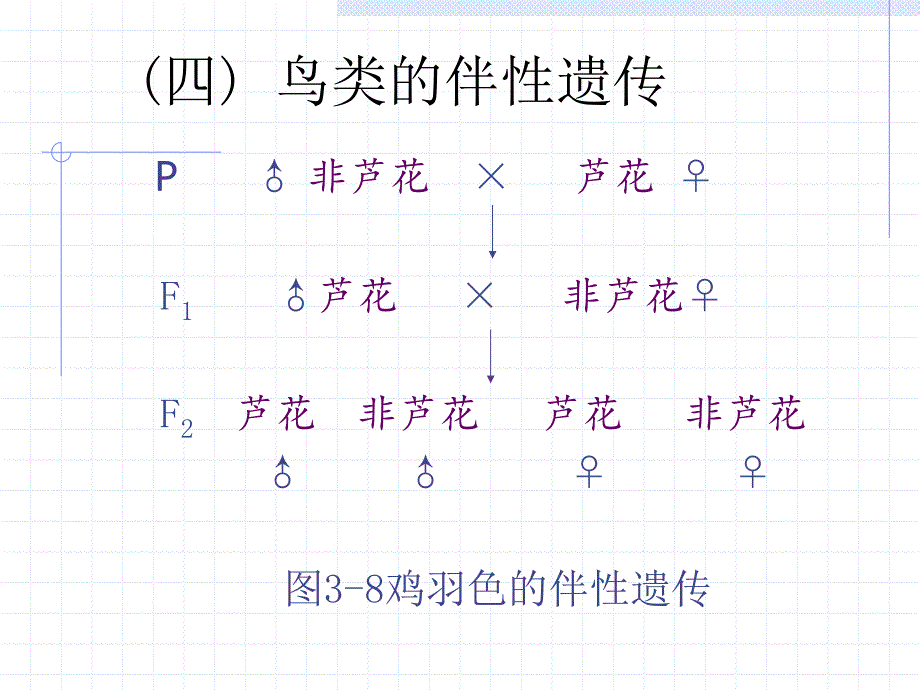 第3讲性别决定与性相关遗传B_第2页