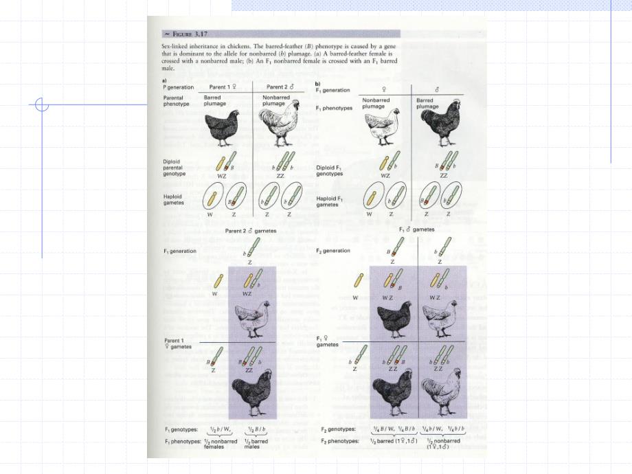 第3讲性别决定与性相关遗传B_第3页