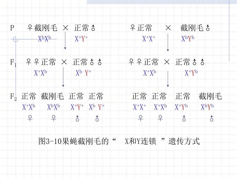 第3讲性别决定与性相关遗传B_第5页