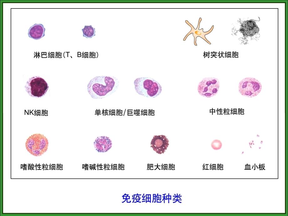 教学课件第十四章免疫细胞的分离及其表面标志检测技术_第3页