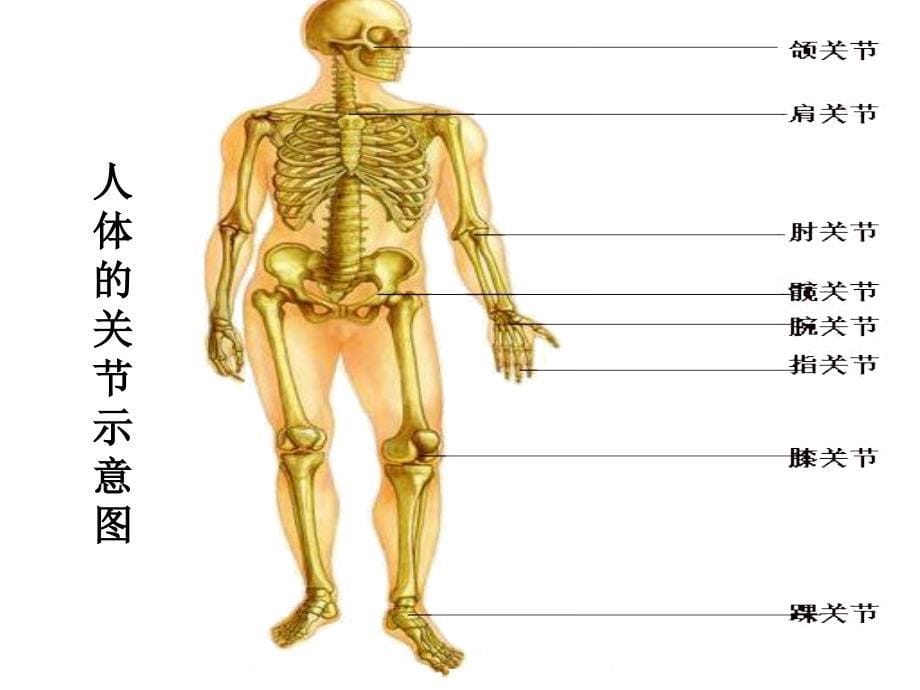 第二章　动物的运动_第5页