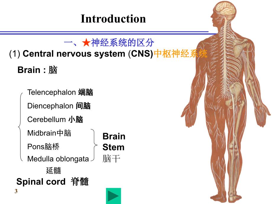 人体解剖学课件：19-1总论和脊髓_第3页