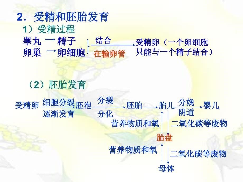 人教版七年级下册生物总复习课件_第5页