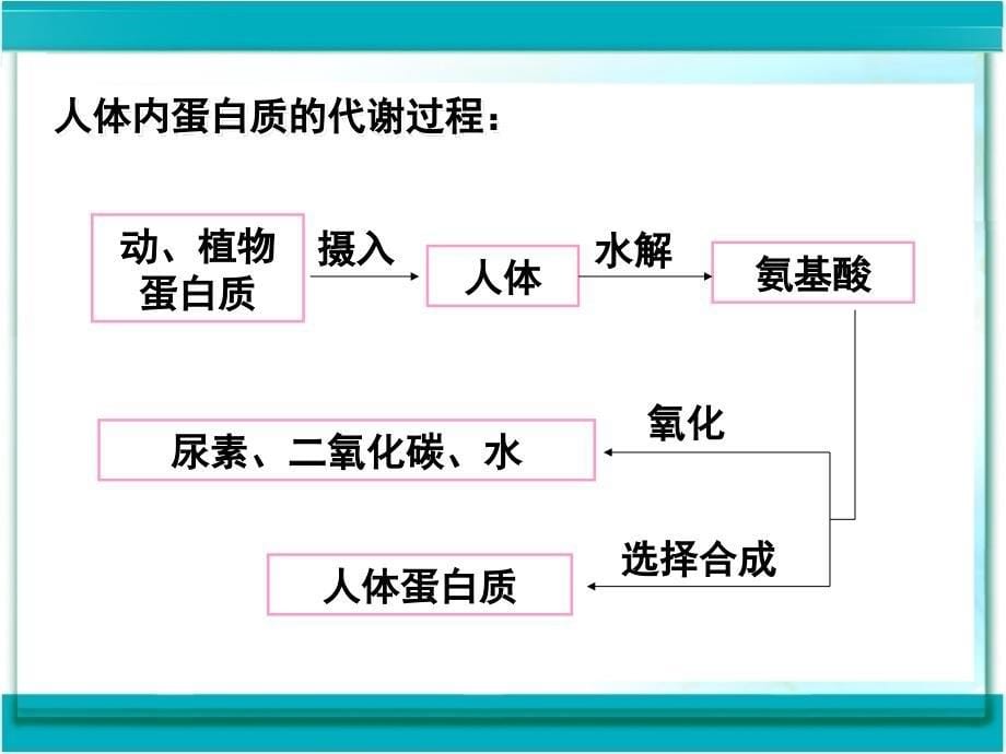 人类重要的营养物质_第5页