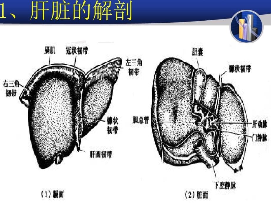 肝胆外科护理查房_第5页