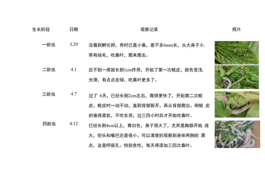 科学区观察记录蚕宝宝生长过程_第1页