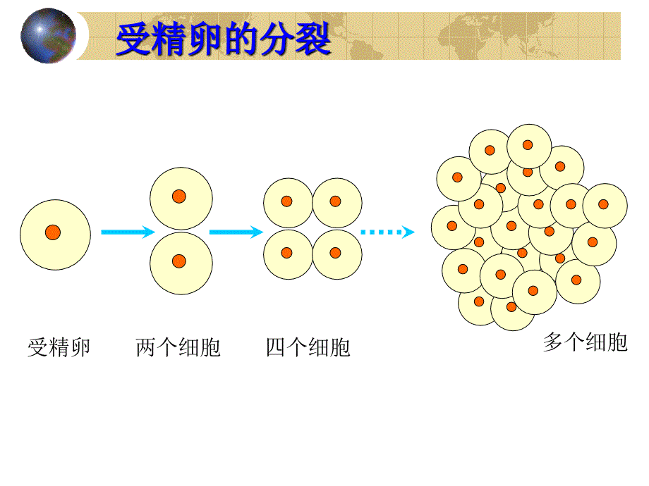 第二单元第三章第一节　动物体的结构层次2_第3页