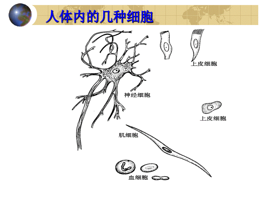 第二单元第三章第一节　动物体的结构层次2_第4页