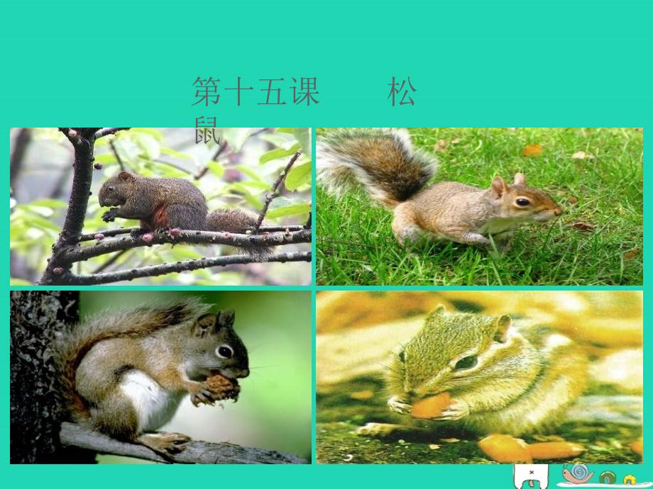 最新七年级语文下册第四单元第十五课松鼠课件新版苏教版新版苏教级下册语文课件_第1页
