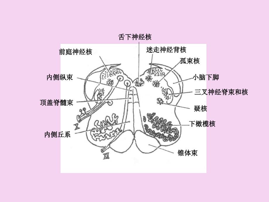 局部解剖学脑干断图01ppt课件_第4页