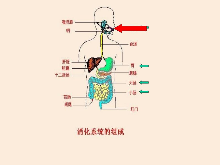 第二节食物的消化和营养物质的吸收_第2页