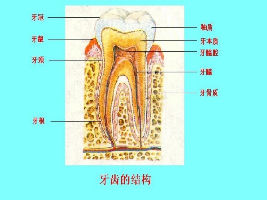 第二节食物的消化和营养物质的吸收_第3页