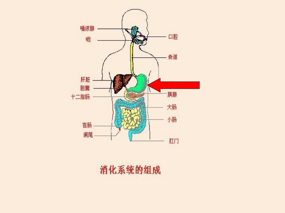 第二节食物的消化和营养物质的吸收_第4页