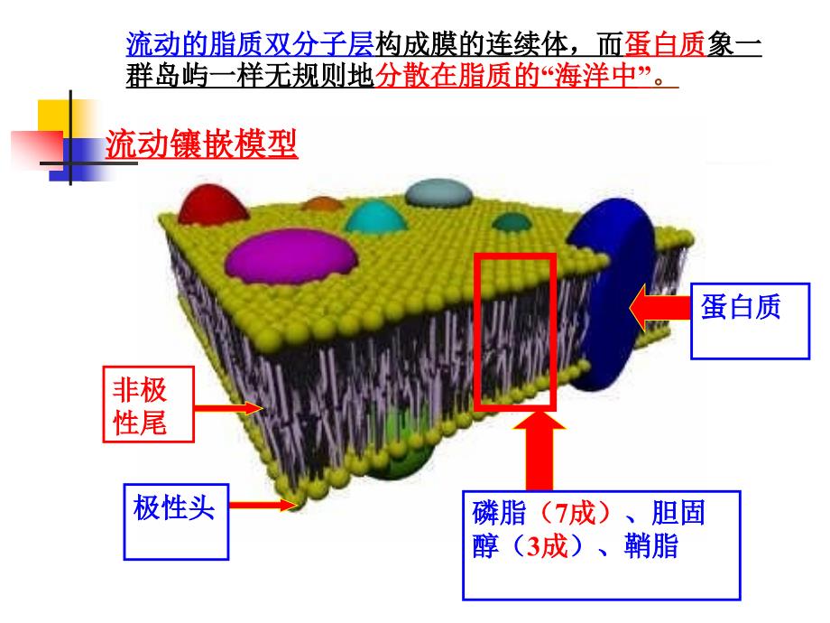 第21章生物膜与物质运输_第3页