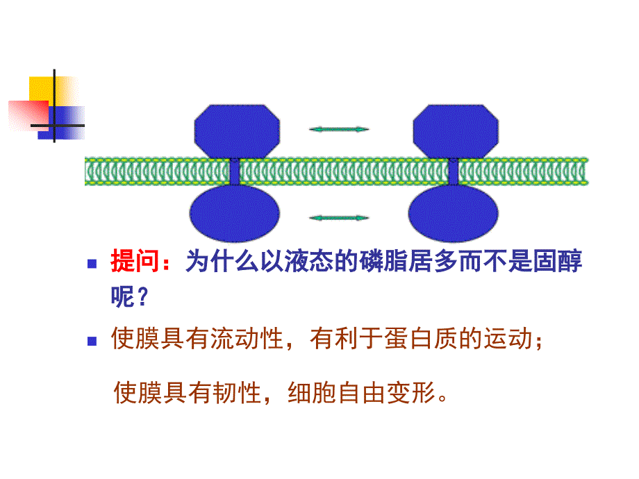 第21章生物膜与物质运输_第4页