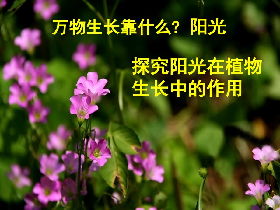 教学课件第四章绿色植物是有机物的生产者_第4页