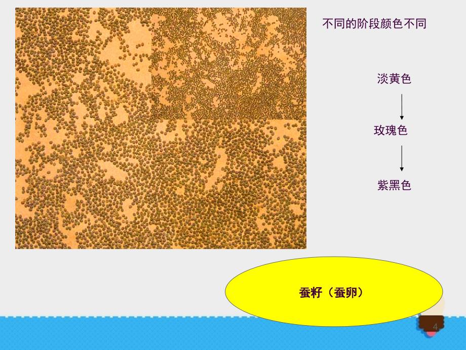 5蚕的生命周期ppt课件_第4页