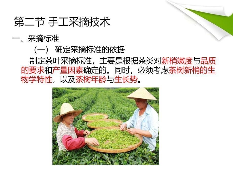 茶树生物学基础课件_第5页