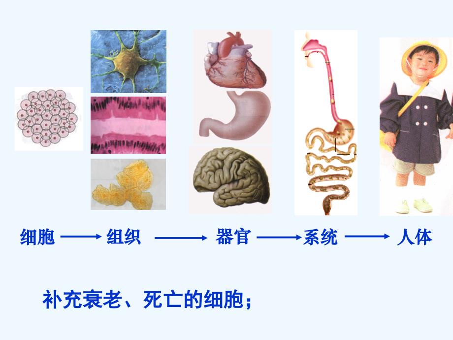 动物细胞的有丝分裂PPT课件_第2页