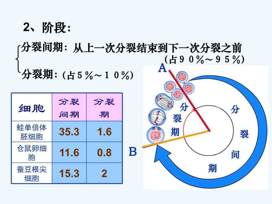 动物细胞的有丝分裂PPT课件_第5页