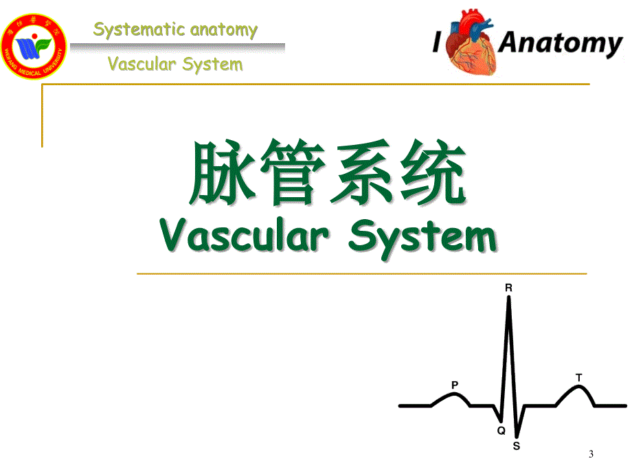 系统解剖学：心血管系统总论_第3页