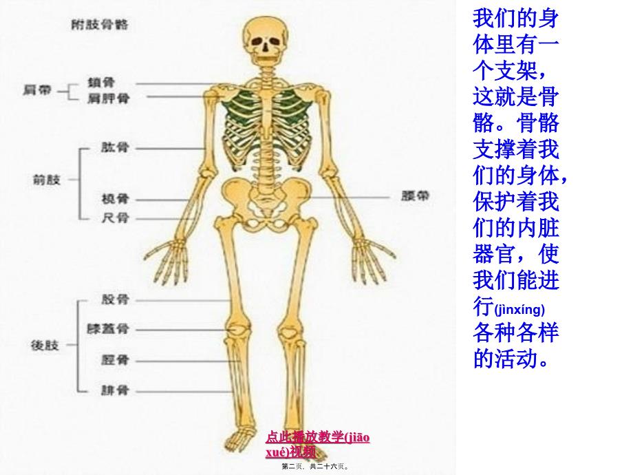 医学专题一.2《骨骼关节和肌肉》kejian_第2页