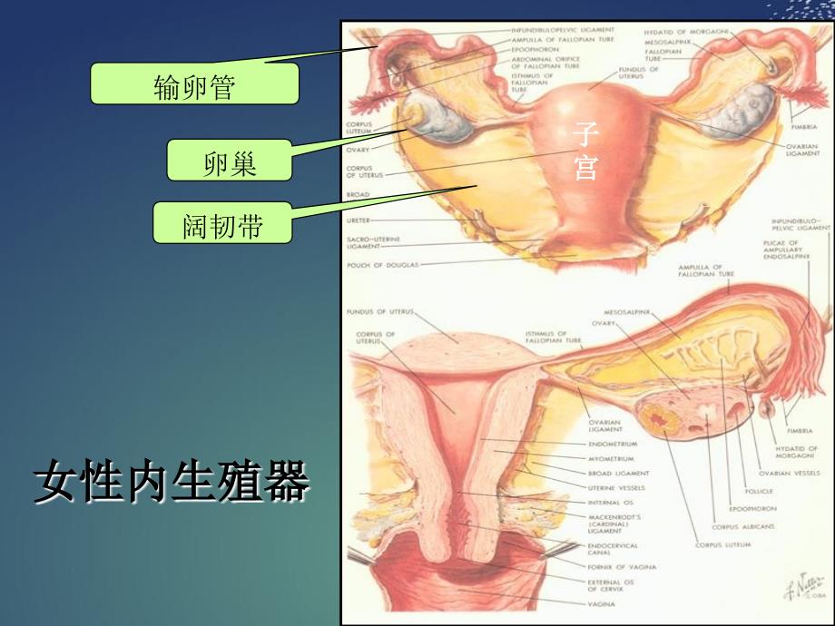 妊娠病-异位妊娠_第3页