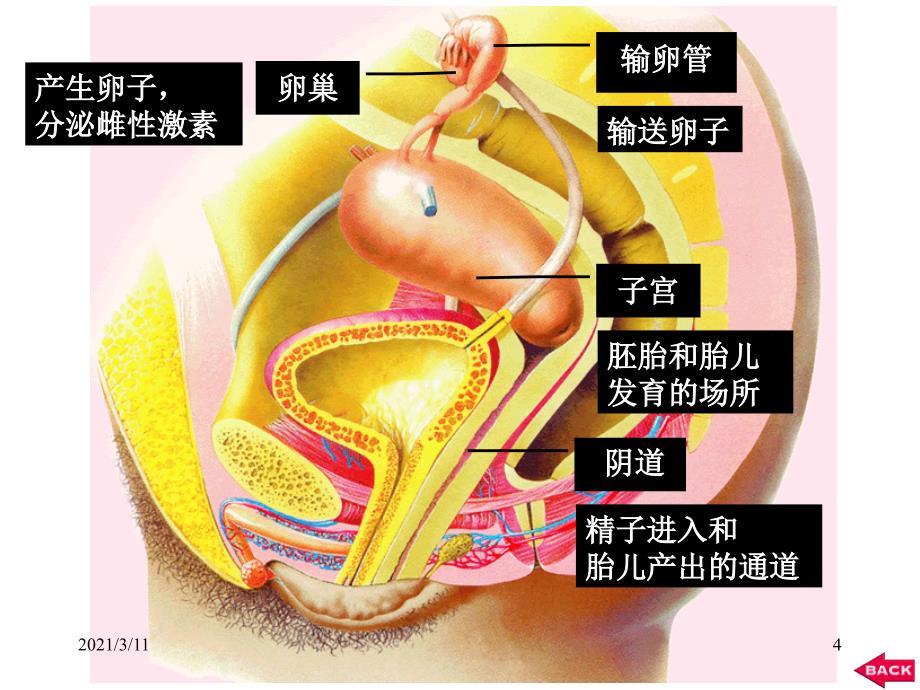 七下生物资料_第4页