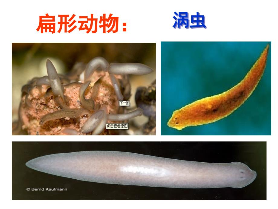 扁形动物和线形动物PPT课件_第1页
