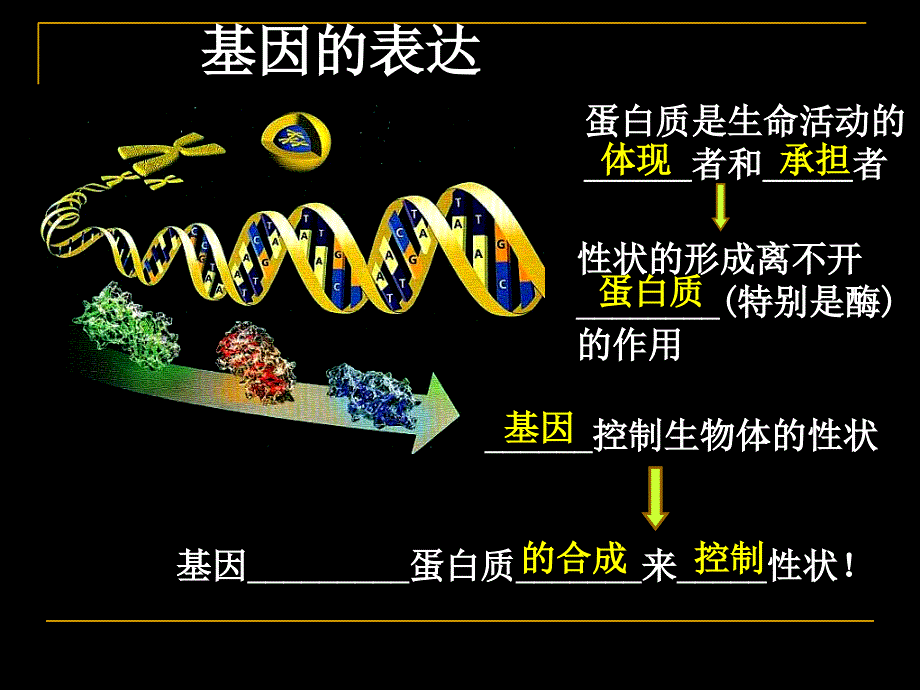 绝世好件基因指导蛋白质的合成基因的表达复习课件_第1页