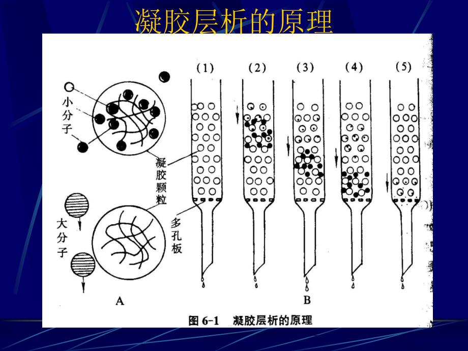 凝胶过滤层析法聚丙烯酰胺凝胶电泳 蛋白质分离纯化及鉴定_第4页