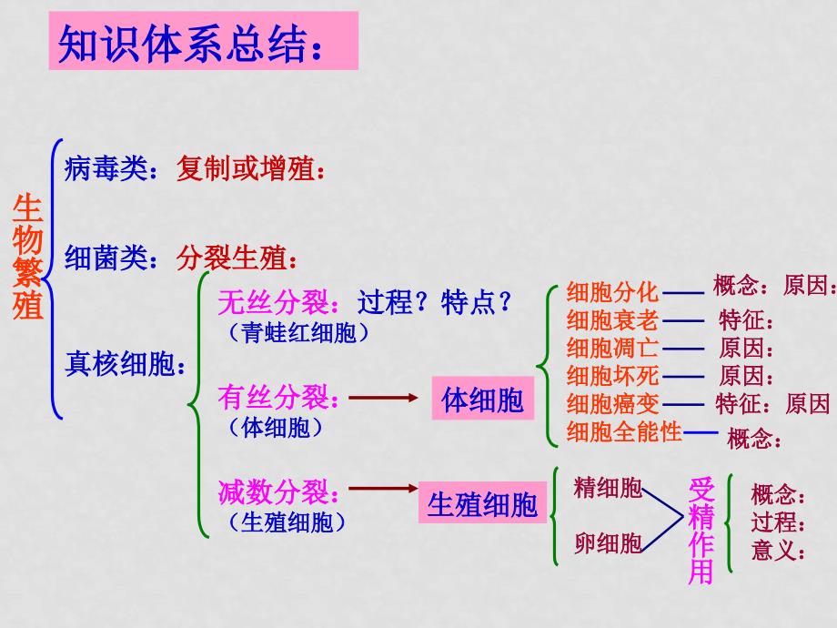 生物专题复习三（细胞增殖分化衰老等）_第3页