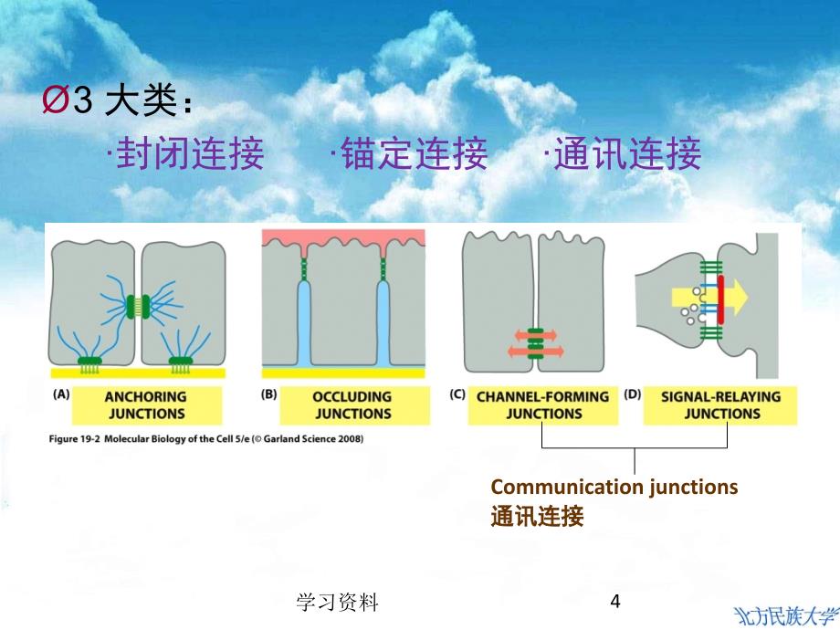 第17章细胞的社会联系学习资料_第4页