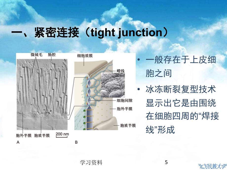 第17章细胞的社会联系学习资料_第5页