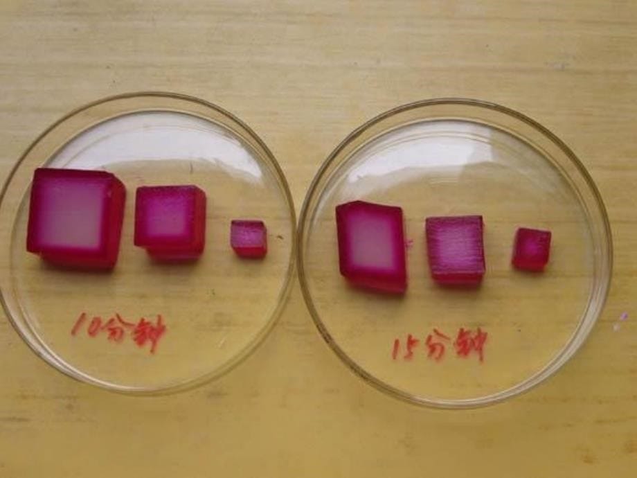 植物细胞的有丝分裂实验及习题附动画_第5页