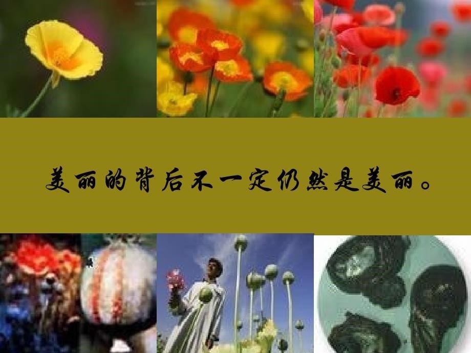 芬太尼家族知识_第5页