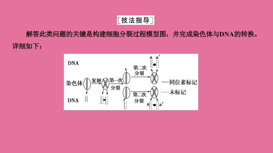 生物一轮复习必修二专题放射性标记染色体去向问题分析ppt课件_第2页