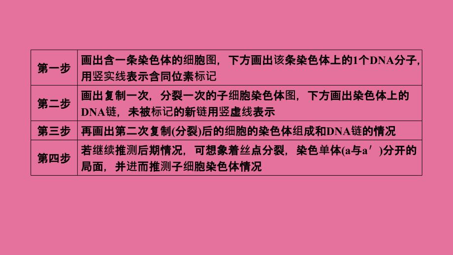 生物一轮复习必修二专题放射性标记染色体去向问题分析ppt课件_第3页