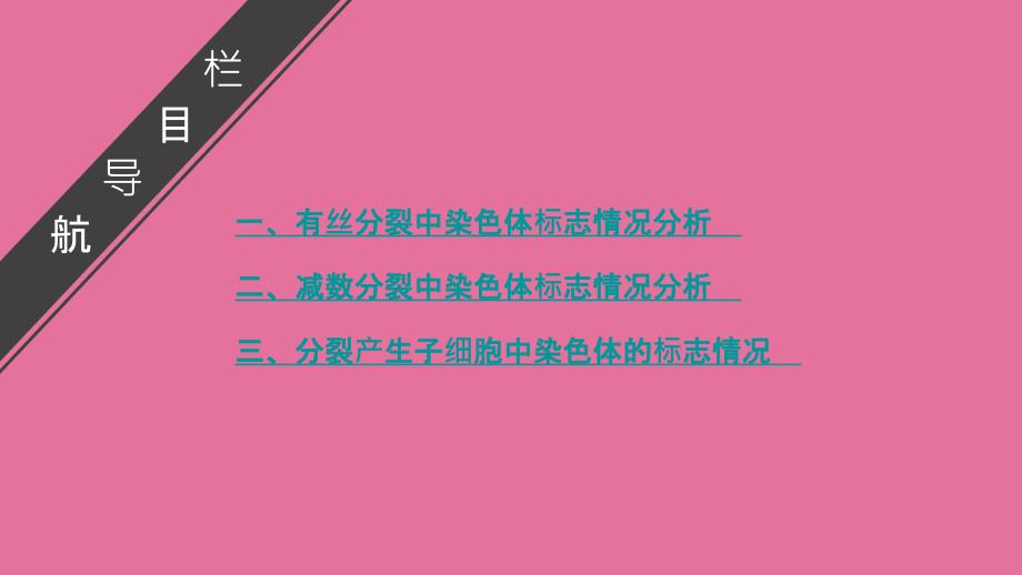 生物一轮复习必修二专题放射性标记染色体去向问题分析ppt课件_第4页