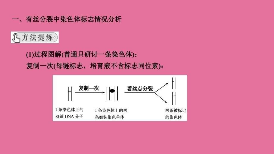 生物一轮复习必修二专题放射性标记染色体去向问题分析ppt课件_第5页