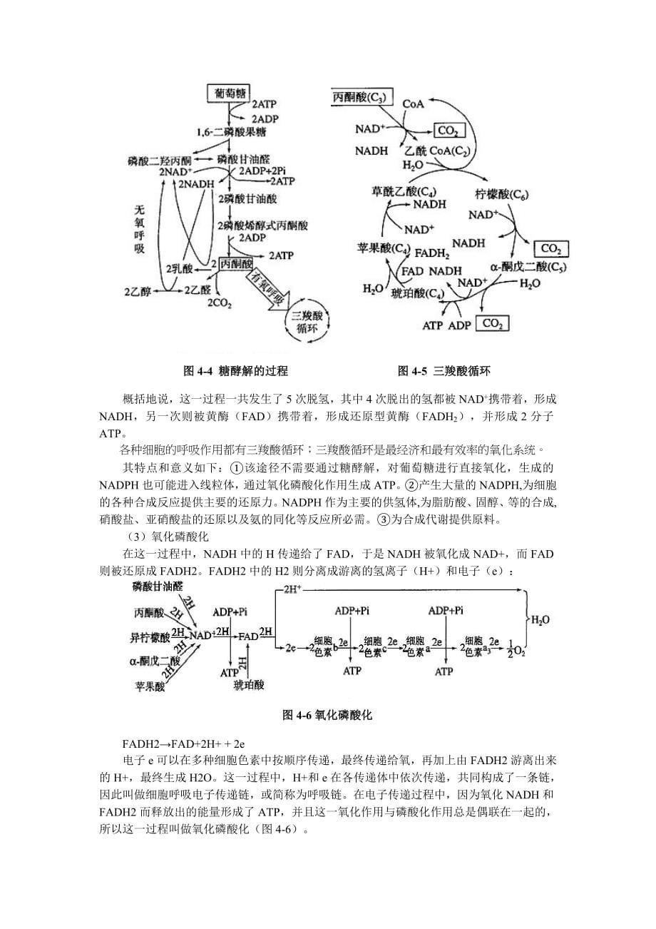 高中生物奥林匹克竞赛辅导专题4-6.doc_第5页