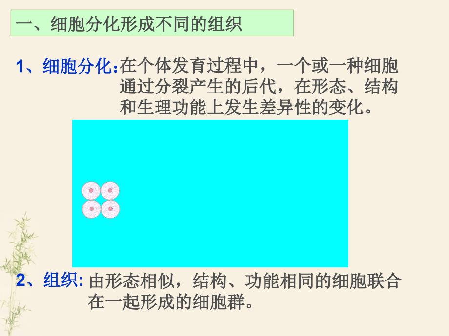 《人体的结构层次》PPT课件.ppt_第4页