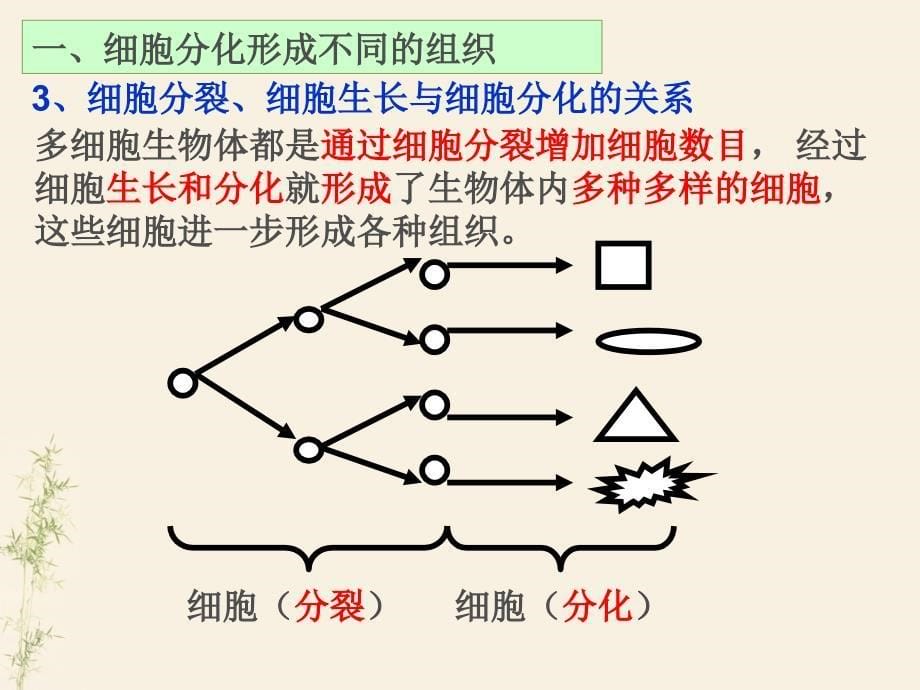 《人体的结构层次》PPT课件.ppt_第5页