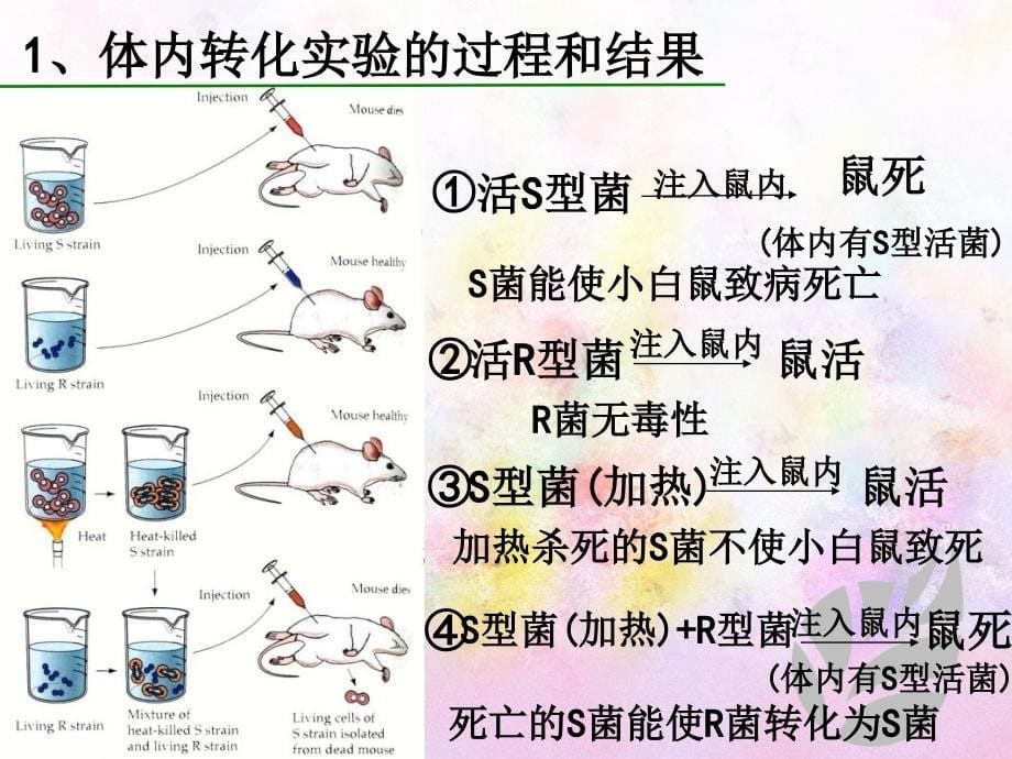 第三章基因的本质第一节DNA是主要的遗传物质_第5页