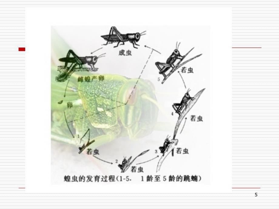 实验.蝗虫的减数分裂ppt课件_第5页